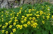 39 Tra i macereti del Mandrone estese fioriture di Viola gialla (Viola biflora)